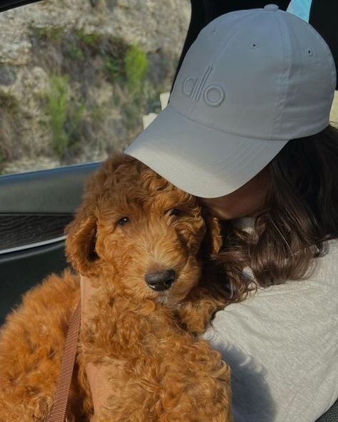 Goldendoodle Aesthetic, Insta Post Ideas, Mini Golden Doodle, Puppy Instagram, Mini Goldendoodle Puppies, Goldendoodle Puppies, Super Cute Puppies, Mini Goldendoodle, Golden Doodle