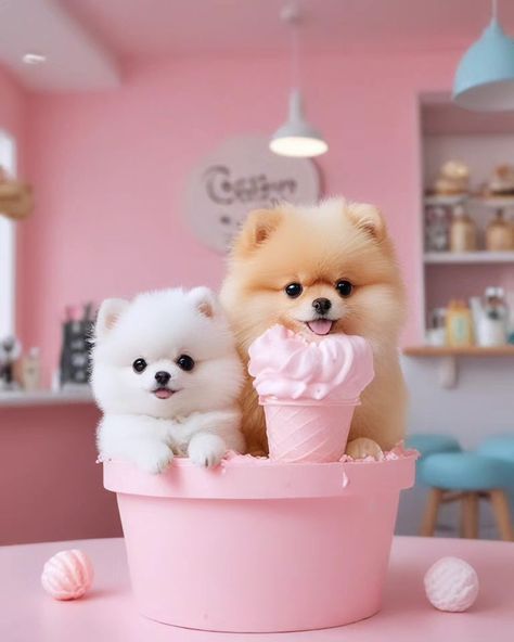 #pawsitivelyadorable #pomeranian #pomeranianworld #pomlove #cutenessoverload Puppies Pomeranian, Mini Pomeranian, Cute Dogs Images, Cute Pomeranian, Cute Baby Shoes, Pet Vet, Very Cute Dogs, Pomeranian Puppy, Cute Little Puppies