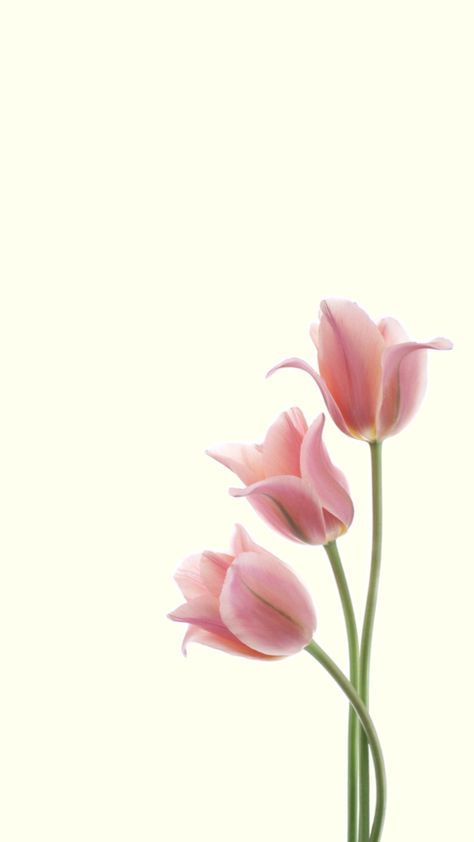 Three pink tulips wallpaper floral Pink Tulips Wallpaper, Tulips Lockscreen, Tulips Wallpaper, Tulip Wallpaper, Pink Tulips Wallpaper Aesthetic, Grid Wallpaper, Pink Tulips, Floral Wallpaper, Aesthetic Art