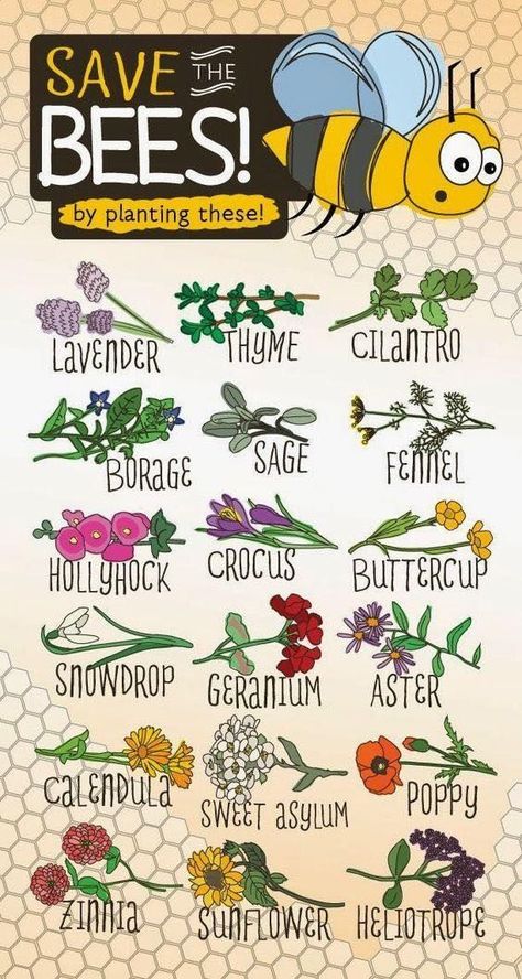 Save the Bees by planting these Plants, Flowers & Herbs Plantarea Legumelor, Bee Garden, Bee Friendly, Have Inspiration, Save The Bees, Butterfly Garden, Bee Keeping, Permaculture, Herb Garden