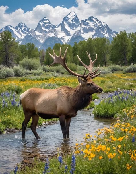 Cowboy Nails, Elk Photography, North American Wildlife, Animal Reference, Jackson Hole, Wild Horses, Pictures To Paint, Wildlife Photography, Wood Burning