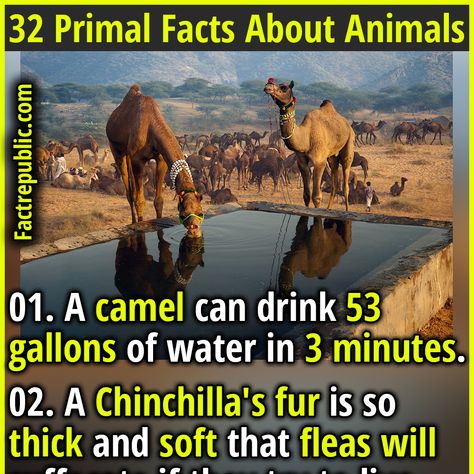 Crazy Animal Facts, Animal Knowledge, Weird Animal Facts, Animal Facts Interesting, Epic Facts, Fear Of Dogs, Facts About Animals, Facts About People, Fact Republic