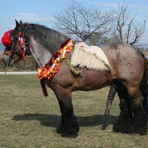 expo sementaler belga de tiro Stallion Horses Mating, Horses Mating Equestrian, Big Horse Breeds, Horse Mate, Secretariat Horse, Ankle Weight Exercises, Good Morning Cartoon, The Centaur, Stallion Horses