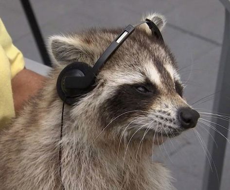 Raccoon Pics, Silly Raccoon, Playlist Pics, Barty Crouch, Trash Pandas, Barty Crouch Jr, Pet Raccoon, Image Chat, Cute Raccoon