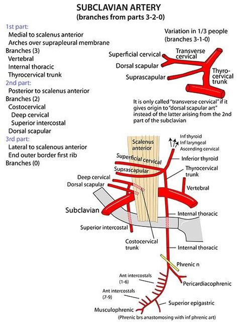 Upper Limb Anatomy, Pharmacology Mnemonics, Arteries Anatomy, Subclavian Artery, Ultrasound Sonography, Carotid Artery, Arteries And Veins, Pharmacology Nursing, Medical Anatomy