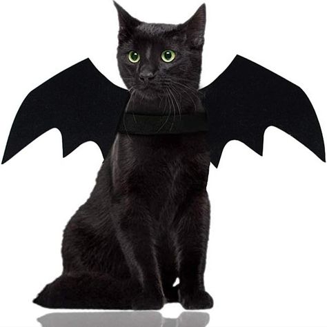 Cat Halloween costume. Bat wings for cat. Diy Bat Costume, Cat Halloween Costume Pet, Bat Wings Costume, Cat Dog Costume, Cat Dressed Up, Bat Animal, Bat Costume, Chat Halloween, Cat Halloween Costume