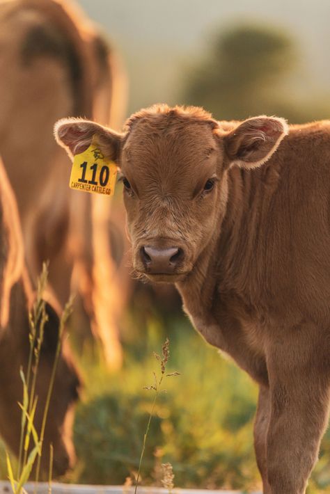 Jackson Hole, Wyoming Cattle Ranch  Carpenter Cattle Company  Full Blood Japanese Wagyu  Akaushi and Black Wagyu All Photographs Taken by Colby Carpenter @3cwagyu Farm Animal Photography, Ranch Cows, Cattle Photography, Ranch Animals, Japanese Wagyu, Pet Cows, Cow Photography, Cattle Ranch, Rescue Puppies