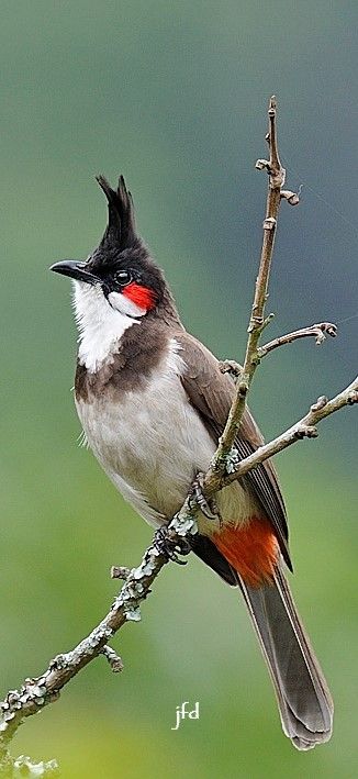 Bulbul Painting, Red Whiskered Bulbul, Bulbul Bird, Hope Is The Thing With Feathers, Colourful Living Room Decor, Bird Watercolor Paintings, Different Birds, Nature Birds, Red Birds