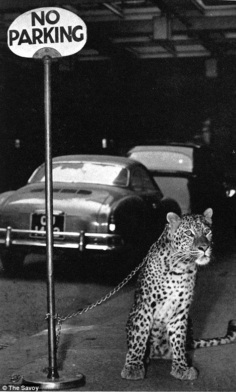 The first wild animal to be brought to a party at The Savoy was Billy Butlin’s pet leopard who came for a cocktail party to celebrate Smart’s Circus Old Glamour, Fred Astaire Dancing, Savoy Hotel, Drawing Tutorial Face, Bow Wallpaper, Royalty Aesthetic, Wall Decor Pictures, Foto Art, Ethereal Art