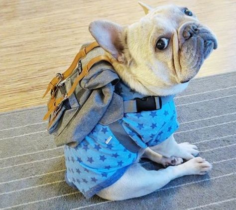 dog backpack Backpack Diy, Small Dog Accessories, Dog Sewing, Dog Carrier Bag, Backpack Hiking, Pet Backpack, Hiking Dogs, Dog Backpack, Pet Bag