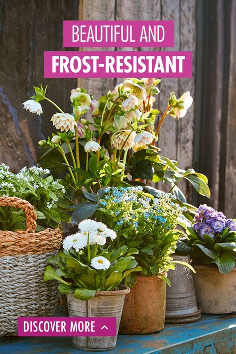 Spring is well on the way, and you're starting to think about getting out in the garden. But beware and don't forget about spring frosts! Fortunately there are frost-resistant plants, so you can garden and enjoy those first few rays of sunshine. Read on and discover these 3 green must-haves! Hardy Plants, How To Get Warm, Flower Beds, Flower Pots, Planting Flowers, Wild Flowers, Plants, Flowers, Green