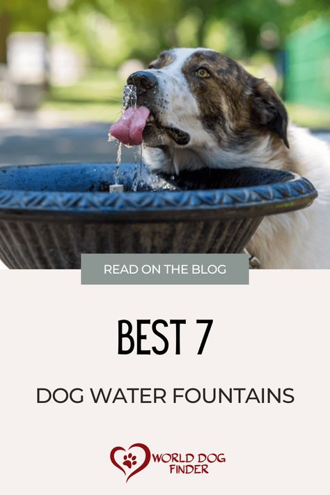 Outdoor Dog Water Station, Water Fountain For Dogs, Dog Waste Station, Small Water Fountain, Dog Fountain, Friendly Dog Breeds, Guard Dog Breeds, Dog Water Fountain, Top Dog Breeds