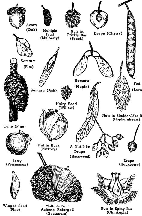 Identifying Trees, Tree Unit, Types Of Leaves, Forest Kindergarten, Leaf Identification, Plant Classification, Nature Journals, Practical Garden, Tree Structure