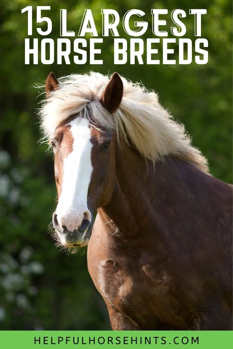 Big Horse Breeds, Breeds Of Horses, Draft Horse Breeds, Largest Horse Breed, Percheron Horses, Haflinger Horse, Horse Barn Ideas Stables, Western Pleasure Horses, Pony Breeds