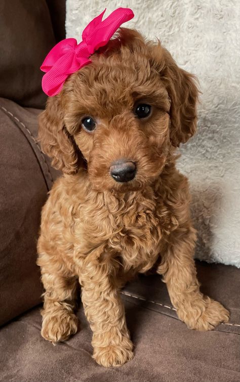 Teacup Goldendoodle Puppy, Minature Goldendoodle Puppy, A Dog, Cute Golden Doodle Puppies, Cute Goldendoodle, Goldendoodle Puppies, Petite Goldendoodle, Mini Goldendoodle Puppy, Goldendoodle Mini