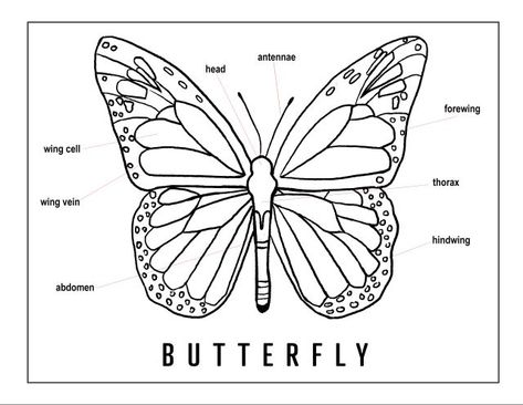 anatomy butterfly Butterfly Diagram, Butterfly Anatomy, Draw Butterfly, Handprint Butterfly, Drawing Butterfly, Butterfly Stretch, About Butterfly, Labs Art, Butterfly Coloring