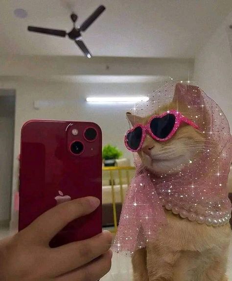 Animal Sunglasses, Sassy Cat, Cute Small Animals, Cat Selfie, Cat Scarf, Cat Sunglasses, Shotting Photo, Potter Art, Fancy Cats