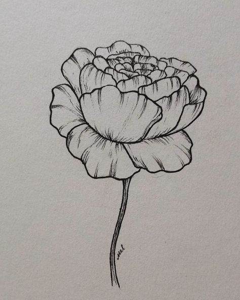 Peony Sketch Simple, Flower Tattoos Peonies, Peony Flower Drawing Simple, Easy Peony Drawing, Peony Flower Sketch, Peony Flowers Drawing, Peony Drawing Simple, Peonies Drawing Simple, Peony Drawing Tutorial