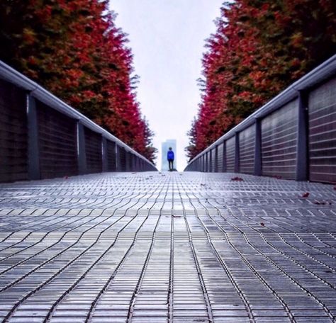 Karay hill, this is leading lines because there is a pathway leading your eyes to the fall leaves and trees Lead Lines Photography, Leading Lines Photography, Framing Photos, Darkroom Photography, Composition Rules, Guy Standing, Monochromatic Photography, Street Photography Tips, Photography Rules