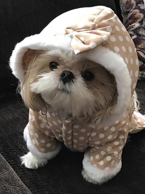 Shitzu Puppies, Shih Tzu Puppies, Shih Tzu Funny, Lion Dog, Cute Puppy Pictures, Shih Tzu Puppy, Shih Tzu Dog, Puppy Pictures, Great Dane