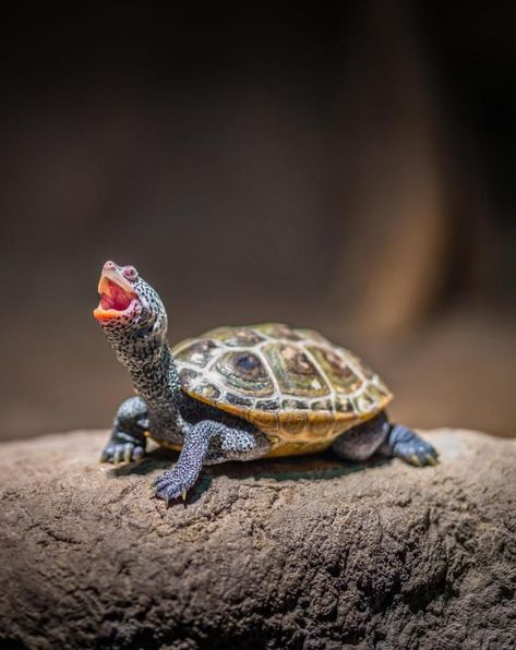 Happy lil Turtle by Elias Lopez Pictures Of Turtles, Tortoise Care, Tortoise Habitat, Baby Tortoise, Small Turtle, Baby Sea Turtles, Tortoise Turtle, Turtle Love, Cute Turtles