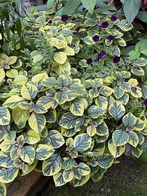 Guacamole Plectranthus with Mini Vista Midnight petunia, by Gardener Sue’s News, vF 9-20-22 Shade Gardening, Garden Bed, Plants Flowers, Shade Garden, Petunias, Garden Beds, Guacamole, Patio Garden, Garden Plants