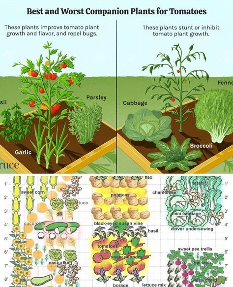 Companion Planting Layout, Black Eyed Susan Vine, Pea Trellis, Companion Planting Chart, Planting Combinations, Companion Gardening, Garden Companion Planting, Planting Guide, Bush Beans