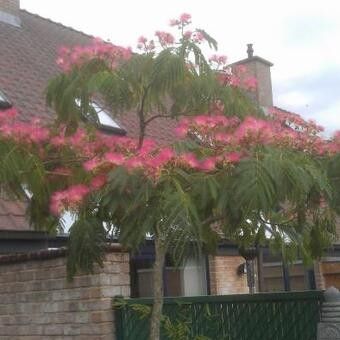 Mimosa Tree, Albizia Julibrissin, East Of Eden, Mediterranean Garden, Wisteria, Mimosa, Garden Ideas, The Outsiders, China