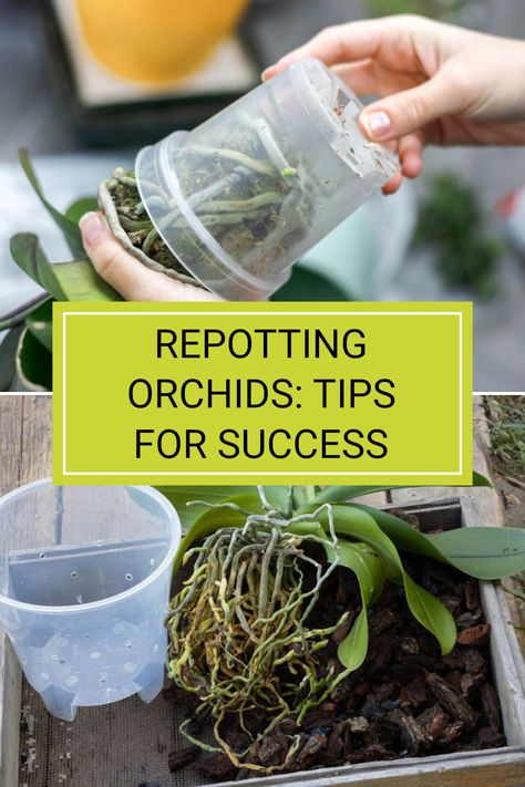 If you have orchids in your garden, knowing when to repot them is crucial for their health. The ideal time to repot is in November, just after they've finished blooming. This guide covers essential orchid repotting techniques to help your plants thrive. Whether you're a beginner or a seasoned plant parent, every tip counts for successful orchid care. Read the full article to unlock valuable insights and refine your orchid caring skills. Orchid Repotting, Care Of Orchids, Orchid Potting Mix, Repotting Orchids, Orchid Plant Care, Ultimate Backyard, Plant Parent, Growing Plants Indoors, Tips For Success