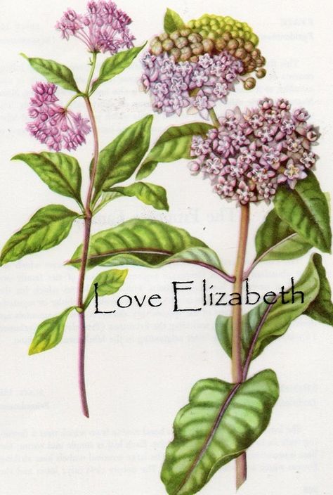 Vintage Botanical Tattoo, Milkweed Flower, Wildflower Cottage, Milkweed Plant, Swamp Milkweed, Ceramic Inspiration, Botanical Tattoo, Botanical Art Prints, Cottage Art