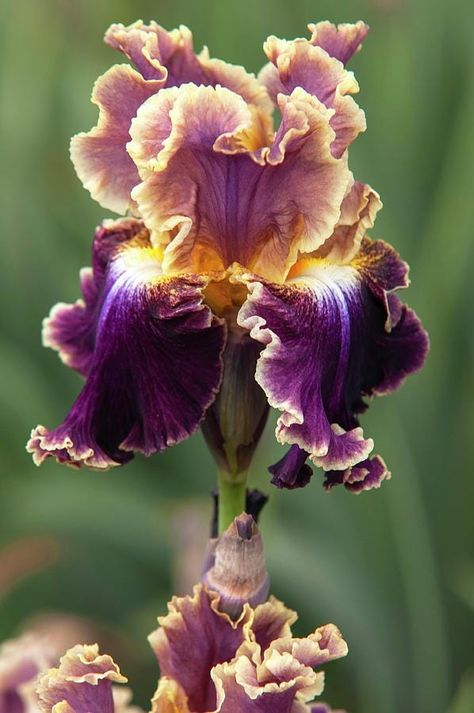 Bearded Irises are some of the most popular perennials in gardens throughout the world, and we're not surprised! The endless array of colors and sizes makes them a versatile and show-stopping element of any garden. They are loved by many because they are easy to grow, deer-resistant, they multiply each year. Some are re-bloomers, putting on a colorful show in the garden twice in one season. Here are several tips to make sure your new Irises get acclimated to your space and become a mainstay of your perennial garden! Shipping Notes/Disclaimers: **This plant will vary in its stages depending on the time of year they ship. For more details, please message before ordering. *This plant ships in bareroot with a damp towel wrapped in plastic, to help it retain moisture during it's journey while p Bearded Iris Garden, Iris Care, Iris Flowers Garden, Iris Varieties, Yellow And Burgundy, Australia Landscape, Strange Flowers, Not Surprised, Oregon City