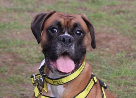 Rehome Dog, Boxer Rescue, Shelter Ideas, Largest Dog, Muhammed Ali, Boxer (dog), Dogs Trust, Rescue Dog, Welcome Bags