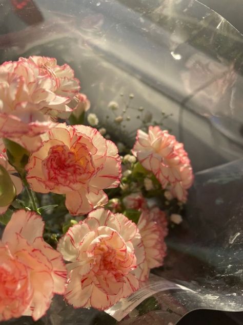 Pink Carnations, Water, Flowers, Pink