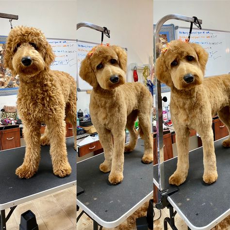 Doodle Cuts Goldendoodle Haircuts Short, Doodle Tail Grooming, Bernedoodle Haircut Styles Short, F1 Goldendoodle Haircut, Aussiedoodle Grooming Styles, Groodle Haircut Styles, F1b Goldendoodle Haircut, Short Doodle Cuts, Summer Doodle Haircut