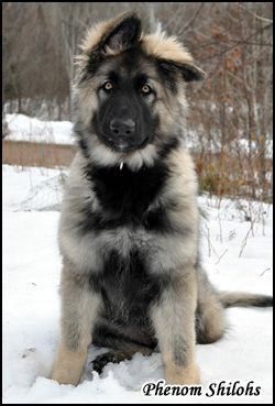 Shiloh Shepherd Dog, Berger Malinois, Shiloh Shepherd, German Shepherd Breeders, German Shepherd Training, German Shepherd Funny, Bulldog Breeds, Havanese Puppies, Shepherd Puppy