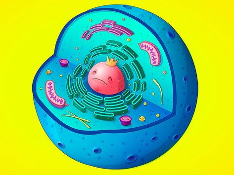 Biology Illustration, Cell Membrane Structure, Eukaryotic Cell, Membrane Structure, Cell Membrane, Science Fair, Grade 3, Show And Tell, Behance Net