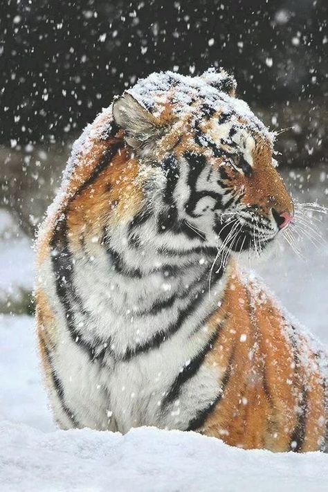 Tiger Fotografie, Snow Tiger, Tiger Wallpaper, Tiger Love, Tiger Pictures, Tiger Art, Pretty Animals, Majestic Animals, A Tiger