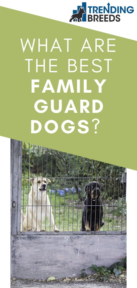 Are you looking for a dog who will be a wonderful family pet but who will also protect your family?  Dogs have been guarding the families they love for thousands of years.  There are several breeds to choose from if you want a loyal companion and great guard dog for your family.  What are the best family guard dogs? Guard Dogs Breeds, Best Guard Dog Breeds, Protective Dog Breeds, Protection Dogs, Guard Dog Breeds, Protective Dogs, Best Guard Dogs, Best Dogs For Families, Guard Dog