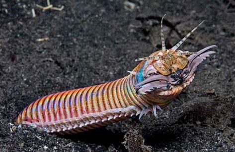 Massive jaws snip the spinal cord of fish much like (well, you know ...) Bobbit Worm, Weird Insects, Badass Pictures, Fauna Marina, Sea Animal, Creature Feature, Arachnids, Bugs And Insects, Weird Creatures