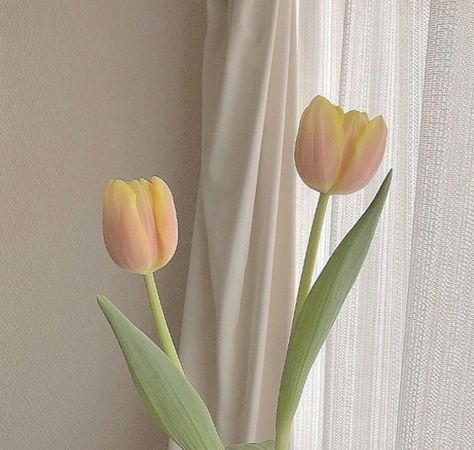 Yellow Tulips, Pink Tulips, Tulips, Yellow, Pink, White