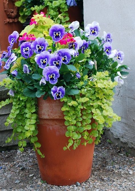 Lavender pansies, bright pink geraniums and lime creeping jenny make a great combination in this pot. Container Garden Design, Creeping Jenny, Container Gardening Flowers, Outdoor Stuff, Have Inspiration, Garden Containers, Container Gardens, Container Garden, Container Flowers