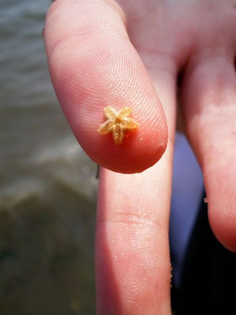 baby starfish... so cool I want to hold a baby star fish: Baby Starfish, Tiny Baby Animals, Water Animals, Star Fish, Ocean Creatures, Ocean Animals, Cute Creatures, Baby Star, Cute Little Animals