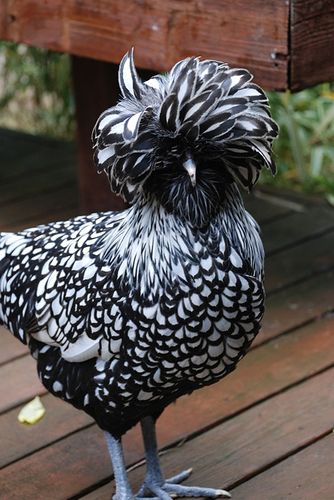 Polish Silver Lace.......it is because of these chickens that I believe besides the dog shows, and besides the cat shows.....LET THERE BE CHICKEN SHOWS.  (ya know actualy I think those already exist) Polish Chicken, Regnul Animal, Fancy Chickens, Beautiful Chickens, Chickens And Roosters, Silver Polish, Chicken Breeds, Hobby Farms, Raising Chickens