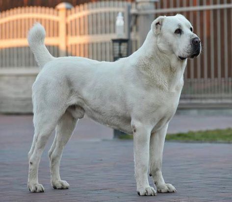 Nadálkovo tatínek Really Big Dogs, Alabai Dog, Hound Dog Breeds, Kangal Dog, Rare Dogs, Livestock Guardian Dog, Big Dog Breeds, Huge Dogs, Purebred Dogs