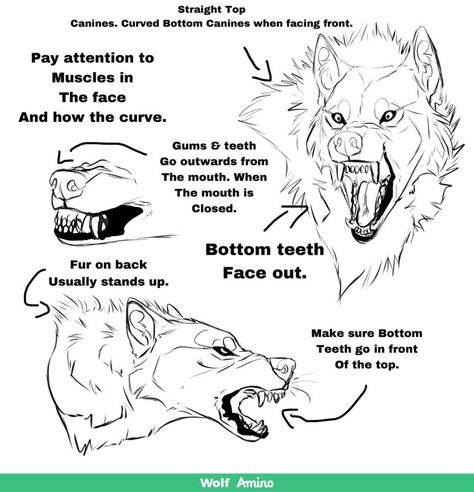 Wolf Anatomy, Wolf Sketches, Drawing Wolf, Wolf Sketch, Wolf Dogs, Canine Drawing, Werewolf Art, Wolf Drawing, Canine Art