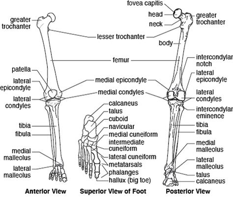 Pharmacy School Study, Skeletal System Anatomy, Biology Diagrams, Anatomy Flashcards, Pelvic Girdle, Anatomy Bones, Pta School, Heart Anatomy, Human Body Anatomy