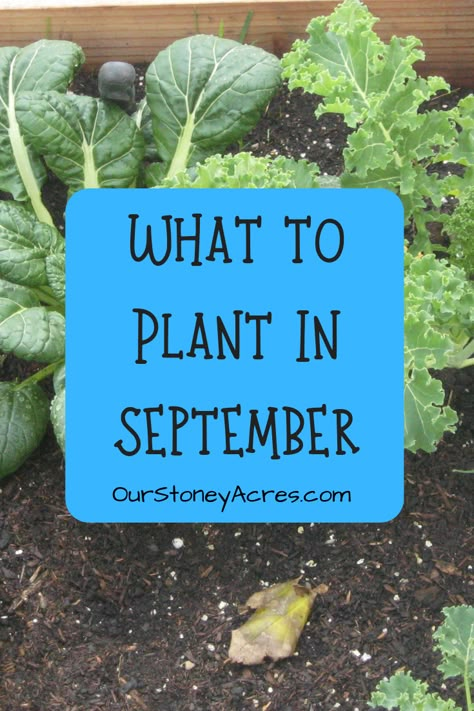 What To Plant In September, September Gardening, Fall Garden Planting, Gemüseanbau In Kübeln, Tattoo Plant, Fall Vegetables, Fall Garden Vegetables, Magic Garden, Garden Veggies