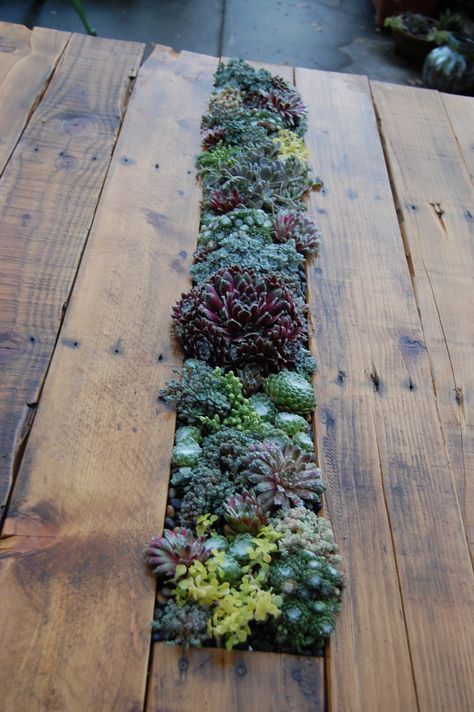 Toutes les tailles | Even more succulent table explosion | Flickr : partage de photos ! Pallet Table Diy, Pallet Outdoor, Pallet Garden, Pallets Garden, Terraria, Pallet Furniture Outdoor, Cactus Y Suculentas, Diy Pallet Projects, Succulents Diy