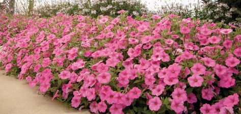 Wave Petunias vs. Supertunias | Differences & Benefits Between Them Supertunia Vista Bubblegum, Petunia Hanging Baskets, Garden Annuals, Wave Petunias, Flower Bed Borders, Petunia Plant, Front Yard Plants, Petunia Flower, Easy Waves