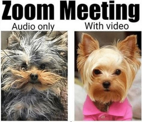 Do you turn your camera on or off for meetings? Or does it depend on how your morning is going? 😂 Meeting Memes, Jehovah's Witnesses Humor, Meetings Humor, Jw Humor, Zoom Meeting, Perfectly Timed Photos, Work Humor, Dog Memes, Really Funny Memes